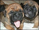 Puppies 1-3 weeks - Pennut 1-3 viikkoa